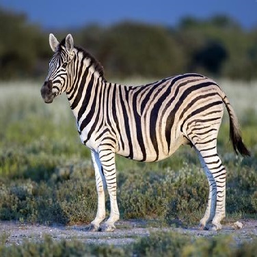 zebra_cls